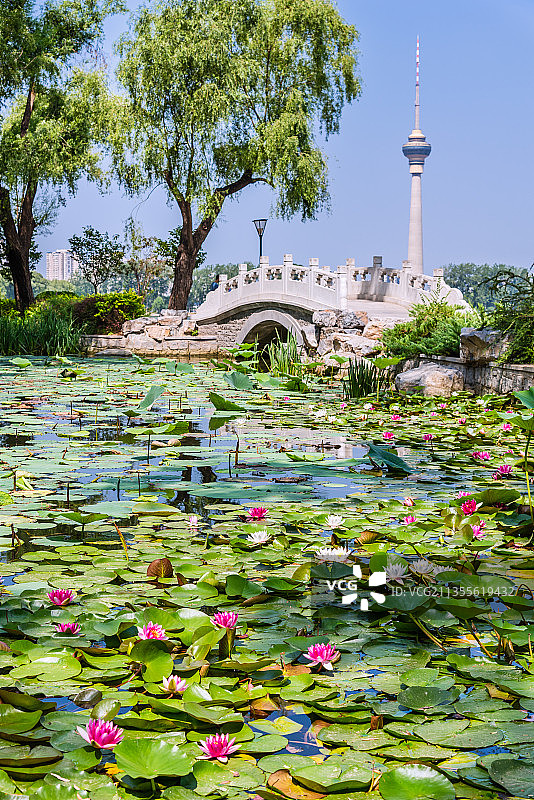 中国北京玉渊潭公园的荷花池和电视塔图片素材