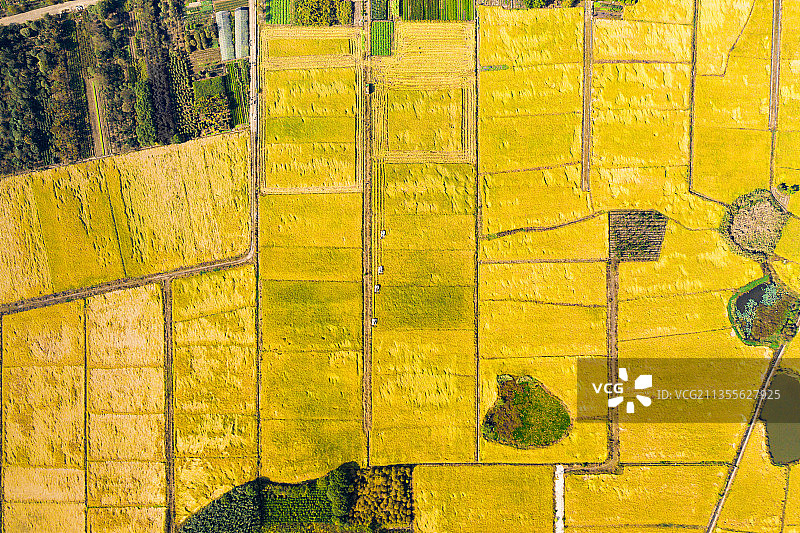 稻,联合收割机,黄色,田野，机械，阳光，秋天图片素材