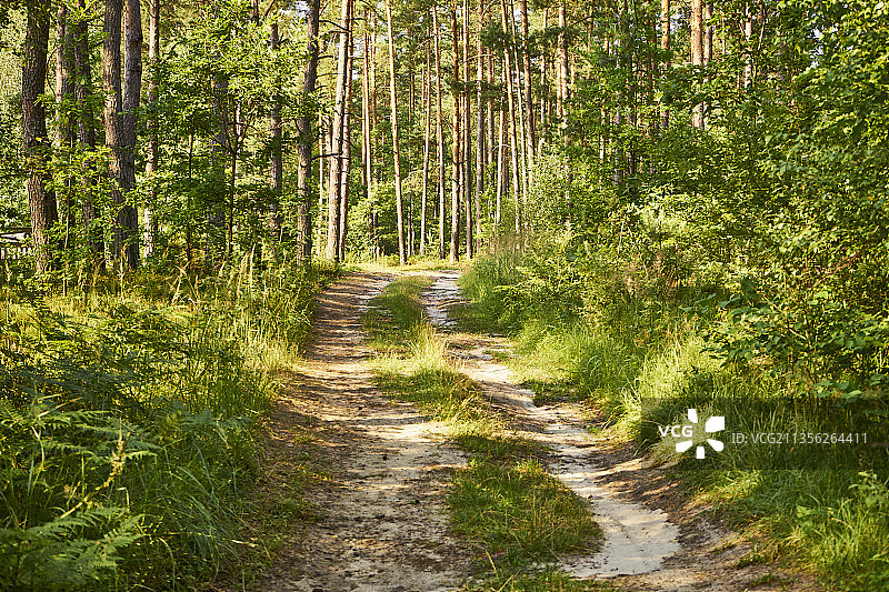 波兰，森林中的树木图片素材