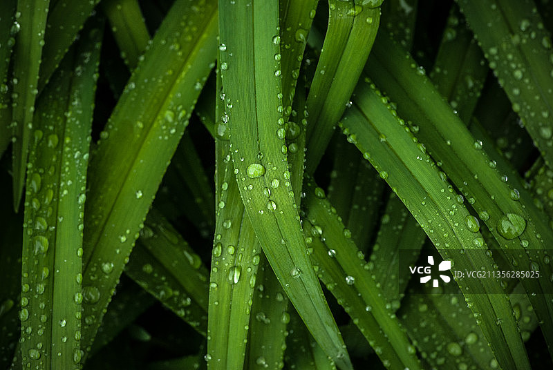 在雨季潮湿的叶子的全帧拍摄图片素材