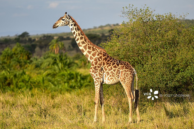 坦桑尼亚塞伦盖蒂国家公园，一只长颈鹿看着相机的侧视图图片素材