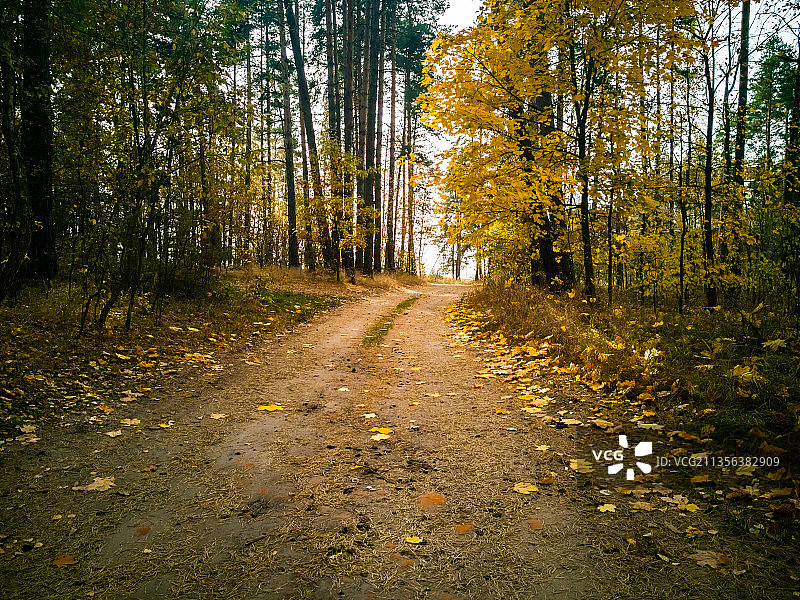 秋天在森林里生长的树木图片素材
