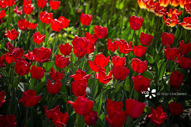 田野里红色罂粟花的特写镜头图片素材