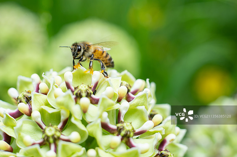 蜜蜂在花上的特写镜头图片素材