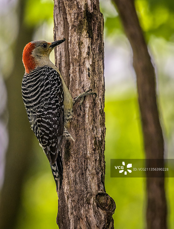 啄木鸟栖息在树干上的特写镜头图片素材