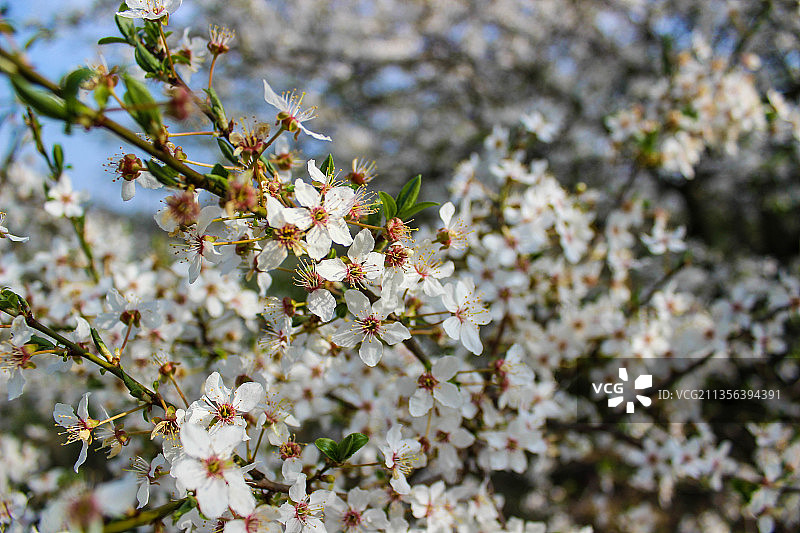 春天樱花的特写图片素材