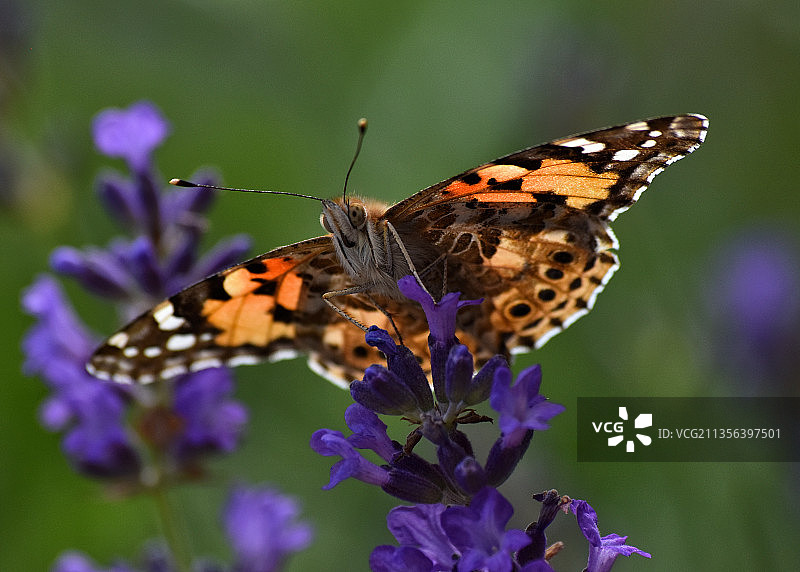 蝴蝶在紫色花朵上授粉的特写镜头图片素材