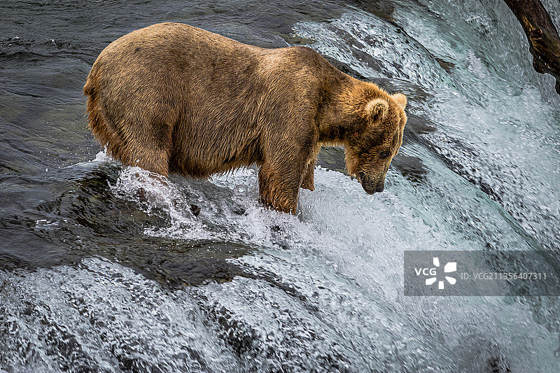 美国阿拉斯加州，布鲁克斯瀑布，一只棕色灰熊在河边行走等待捕鱼图片素材