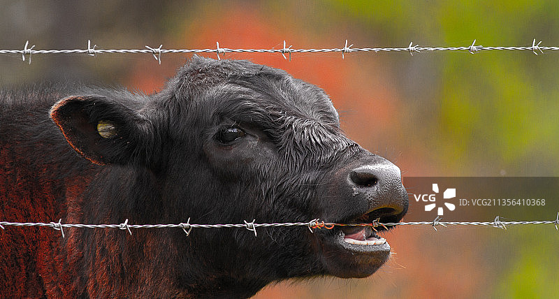 澳大利亚新南威尔士州悉尼，牛透过栅栏看的特写镜头图片素材