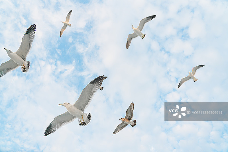 蓝天中自由翱翔的海鸥图片素材