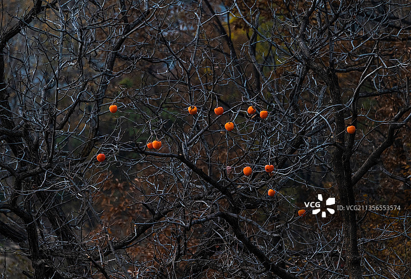 秋天柿子树结满果实树枝红柿子景观图片素材
