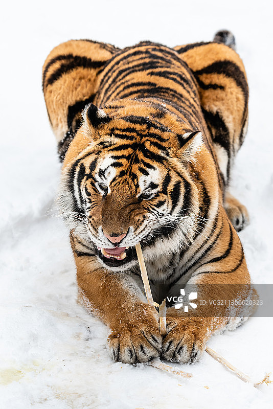 冬天雪后雪地中的老虎东北虎图片素材