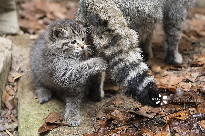欧洲野猫(Felis silvestris)和年轻，巴伐利亚森林国家公园，巴伐利亚，俘虏，德国，欧洲图片素材