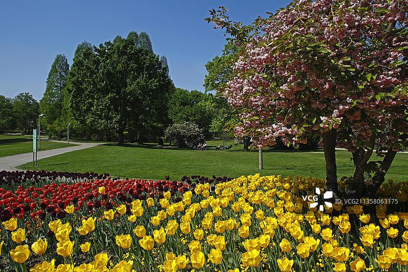 郁金香，樱花，春天，路易斯森公园，曼海姆，巴登-符腾堡，德国，欧洲图片素材