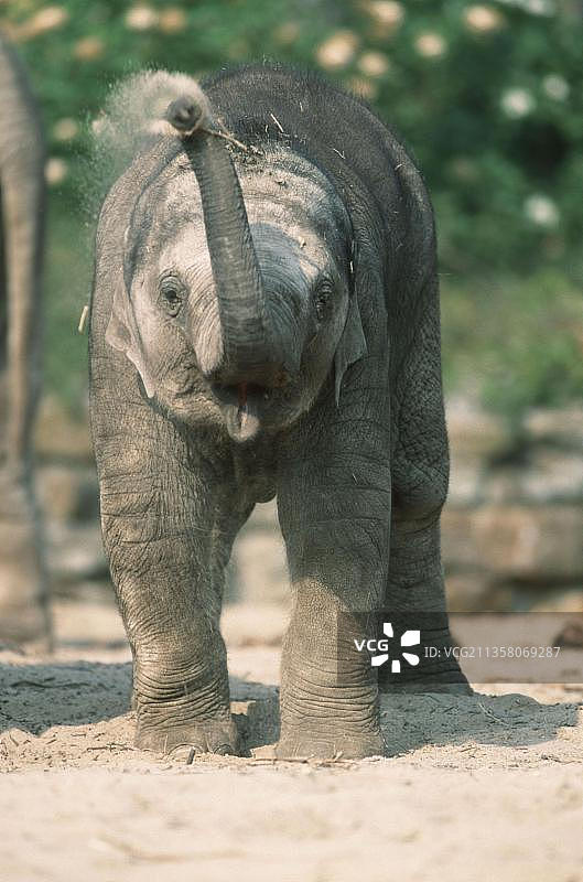亚洲象(大象)，小动物图片素材
