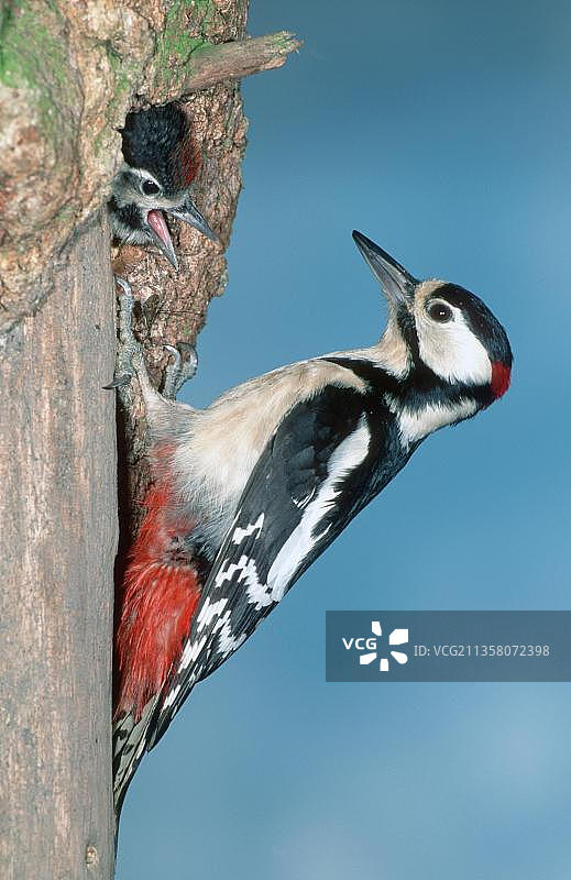 大斑点啄木鸟(Dendrocopos major)在洞与年轻，黑森州，德国，欧洲图片素材