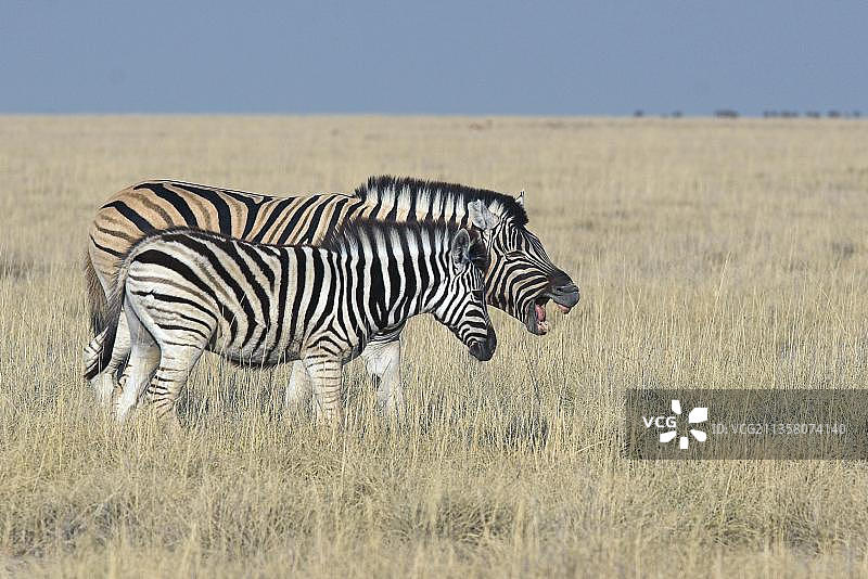 波切尔斑马，母马和小马驹，纳米比亚埃托沙国家公园，普通斑马，侧面，非洲图片素材