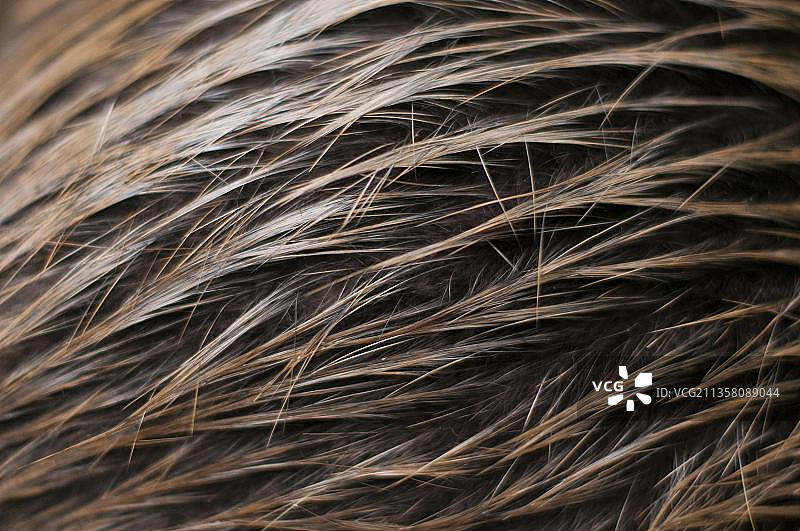 欧洲海狸(蓖麻纤维)，毛皮，头发，罗森海姆，巴伐利亚，德国，欧洲图片素材