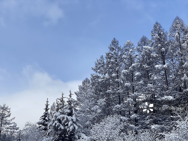 冬季松树对天的低角度视图图片素材