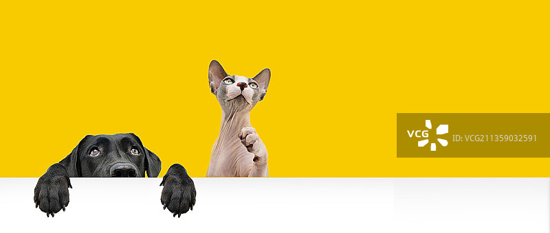 西班牙赫罗纳，宠物们把黑色的拉布拉多狗和斯芬克斯猫藏在黄色背景下图片素材