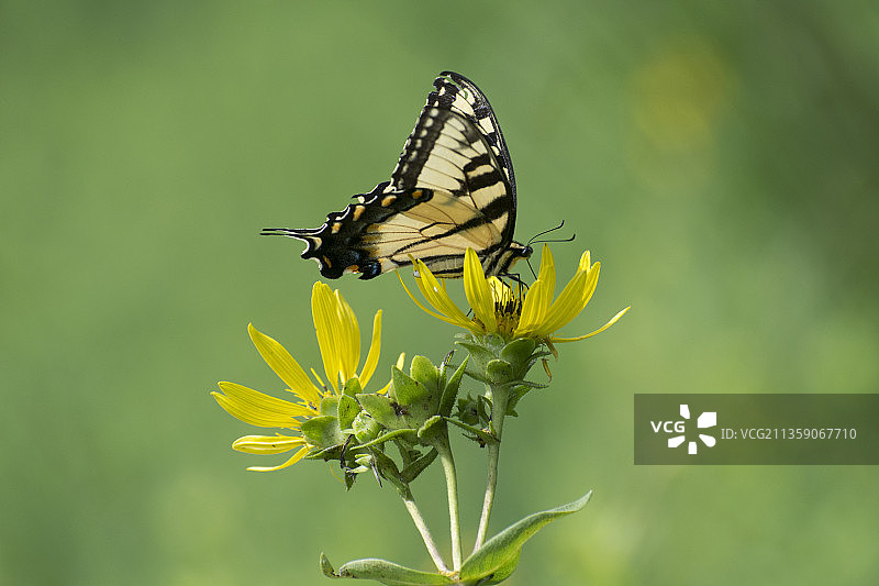 蝴蝶在黄花上授粉的特写，辛辛那提，俄亥俄州，美国图片素材