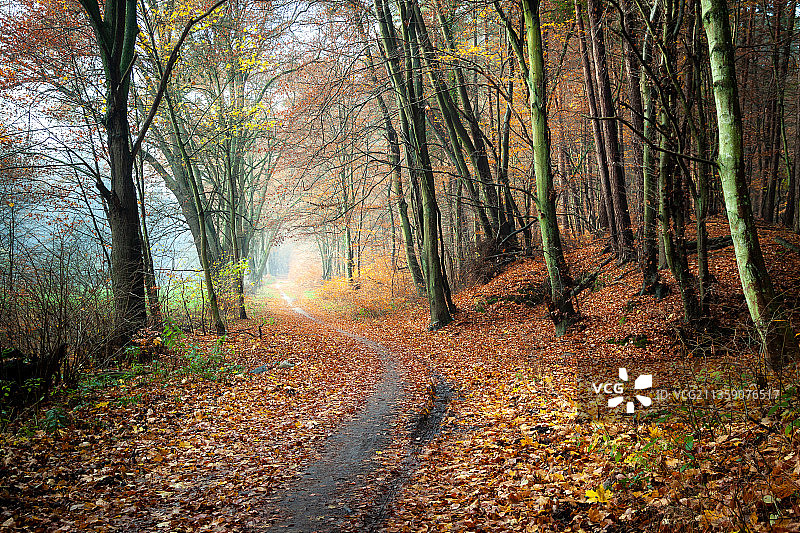 波兰，奥利瓦，秋天森林中的树木图片素材