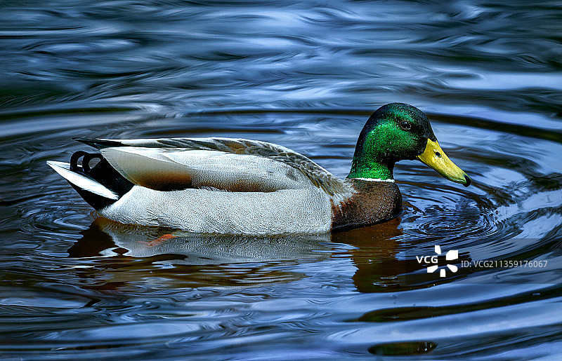 特写的绿头鸭在湖中游泳，加拿大图片素材
