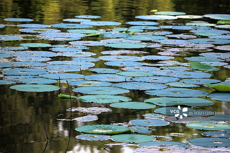 湖中睡莲的高角度视图图片素材