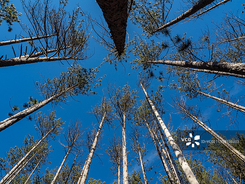 低角度的树木反对蓝天，布朗县州立公园，美国，美国图片素材