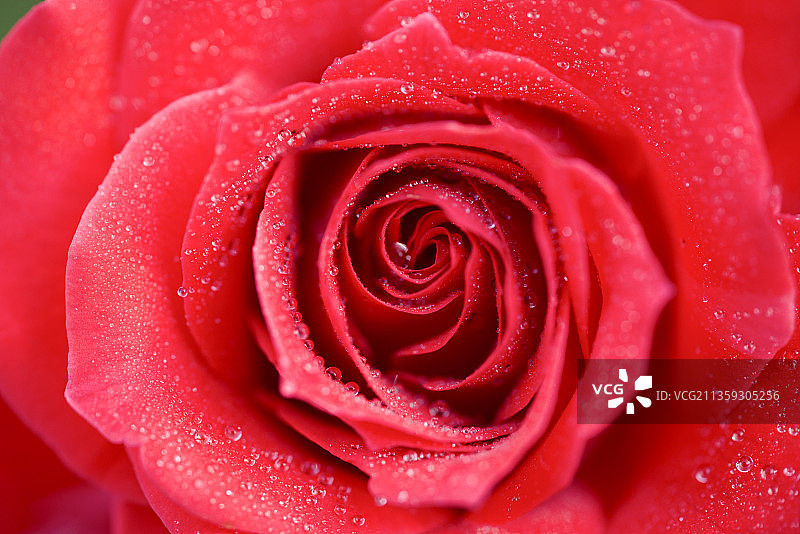 红玫瑰甜蜜爱情图片素材