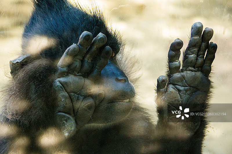 黑猩猩,特写的猴子图片素材