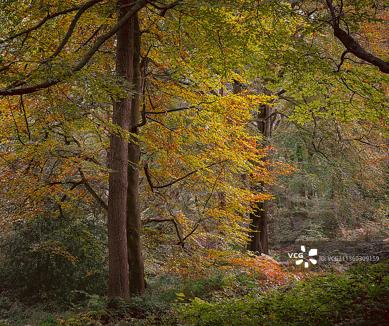 秋天森林中的树木，斯米斯比，英国，英国图片素材