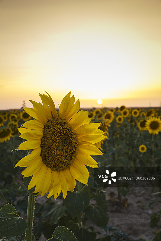 向日葵在田野上的特写镜头在日落时的天空，西班牙图片素材