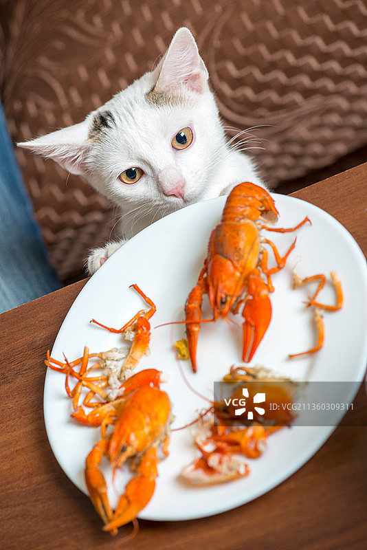 白猫从盘子里偷小龙虾，盘子里的海鲜特写图片素材