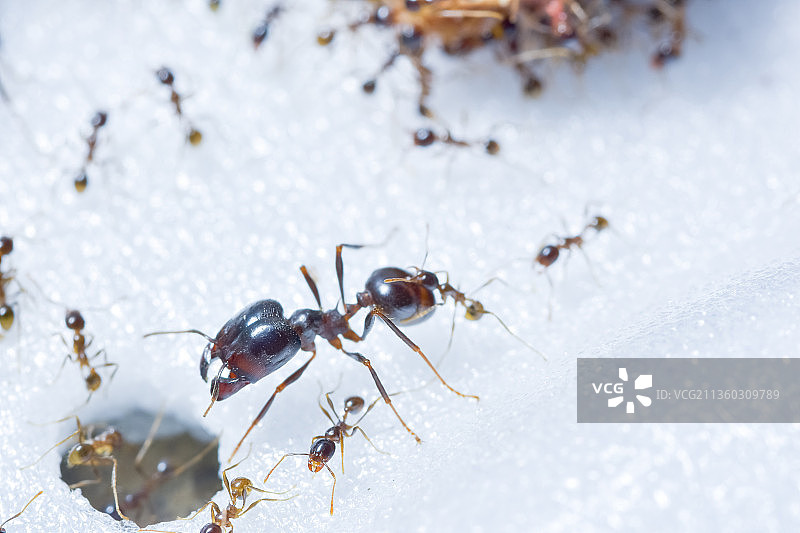 一群蚂蚁分享食物图片素材