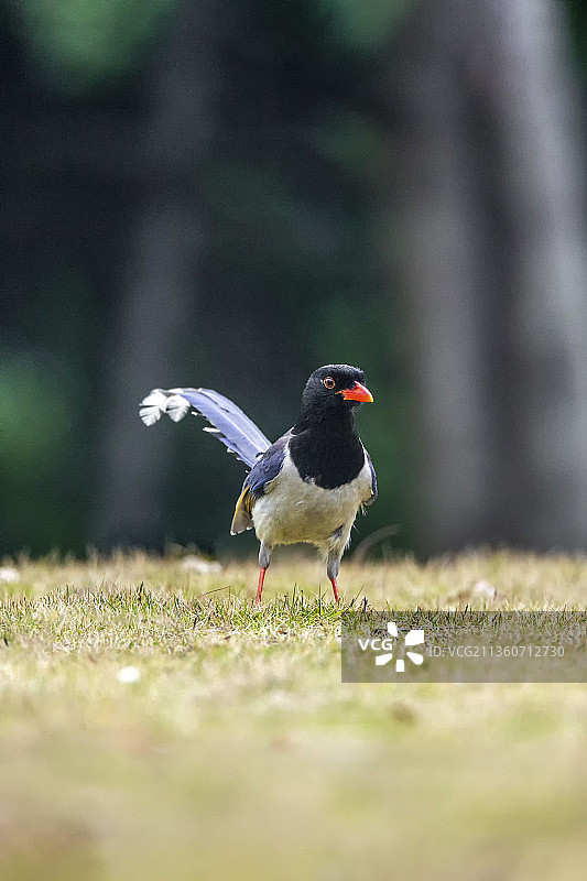 一只红嘴蓝鹊鸟飞落在公园草坪上捡食游客散落的食物图片素材