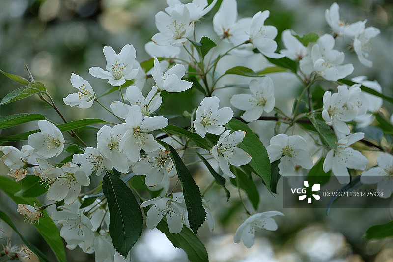 苹果花，白色开花植物的特写图片素材