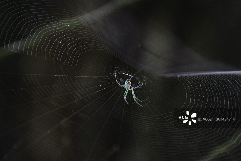 蜘蛛网上的蜘蛛特写，休斯敦，德克萨斯，美国，美国图片素材