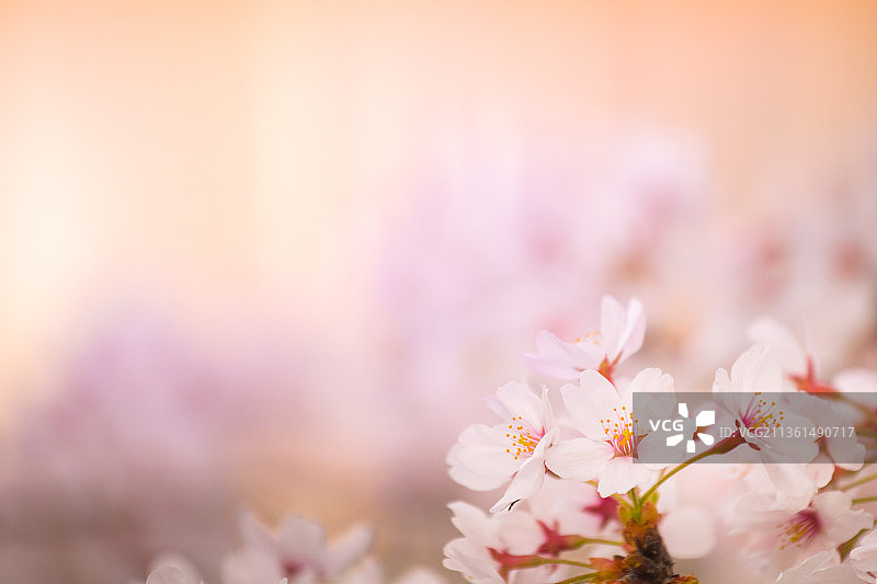 日本樱花背景，粉红色樱花特写图片素材