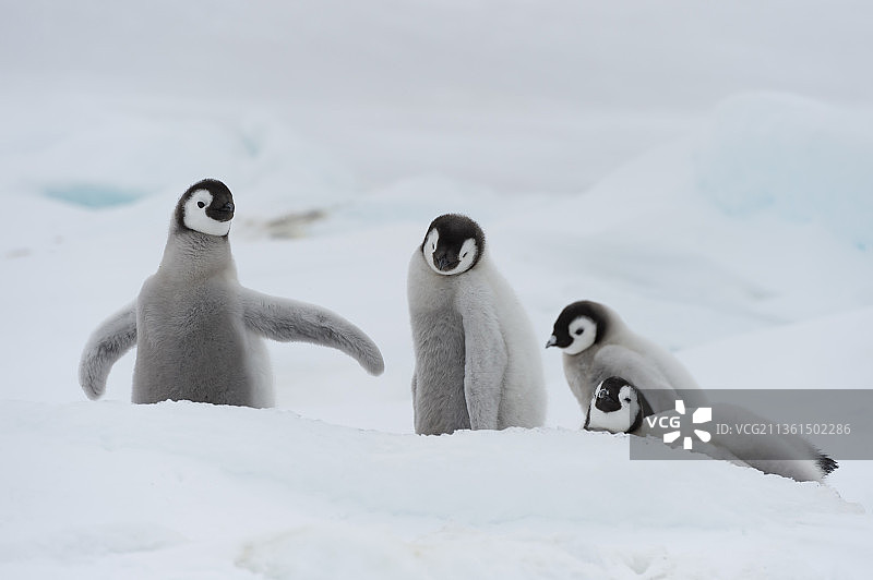 帝企鹅在南极洲的冰面上孵小鸡图片素材