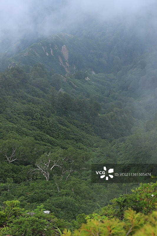 从岩湖三浦山，高角度的景观上的树木图片素材