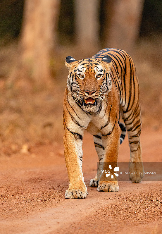 老虎在田野上行走的肖像，印度安德哈里国家公园图片素材
