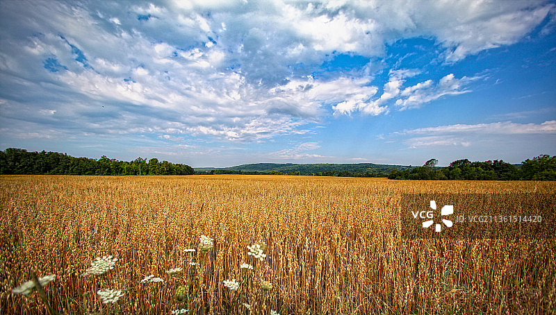 黄金的田野，风景如画的农业领域对天空，纽约，美国，美国图片素材
