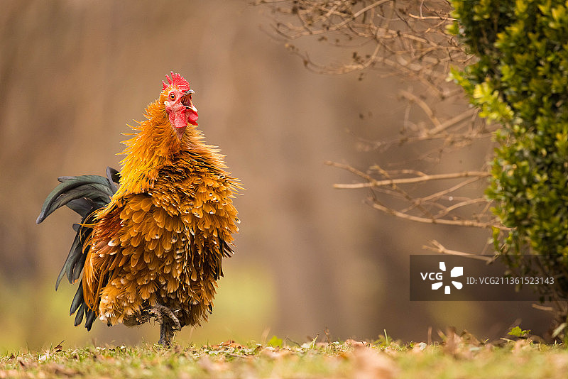公鸡，鸡栖息在田野的特写图片素材