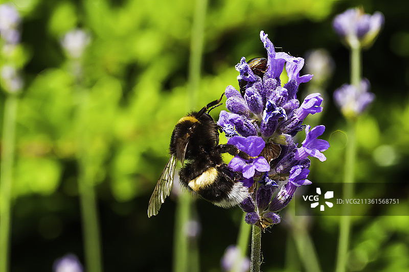 大黄蜂在薰衣草安格斯叶IV，蜜蜂在紫色花授粉的特写，普尔，安特卫普，比利时图片素材