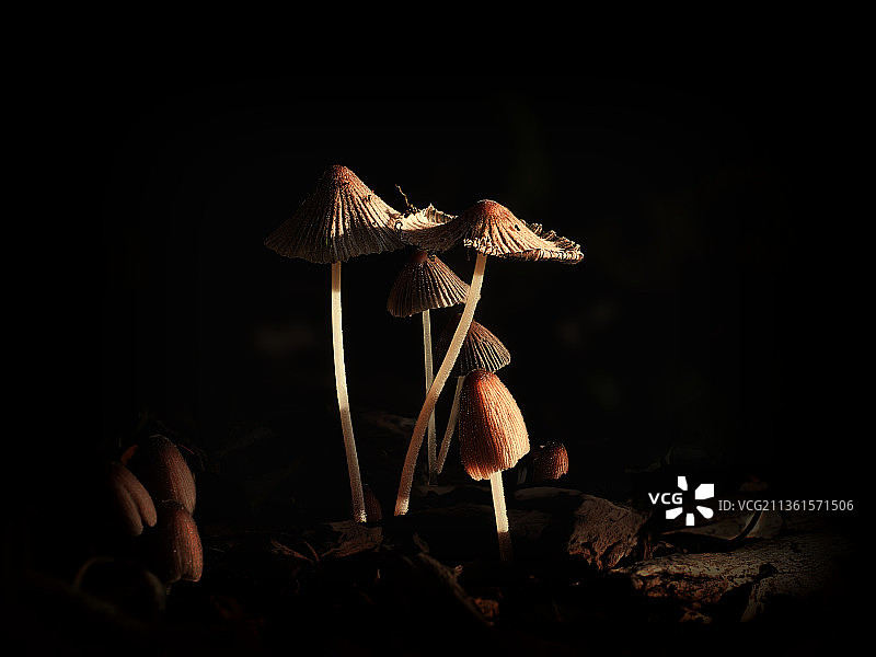 当天的第一缕阳光，蘑菇生长的特写镜头对黑色背景，怀卡瓦，新西兰图片素材