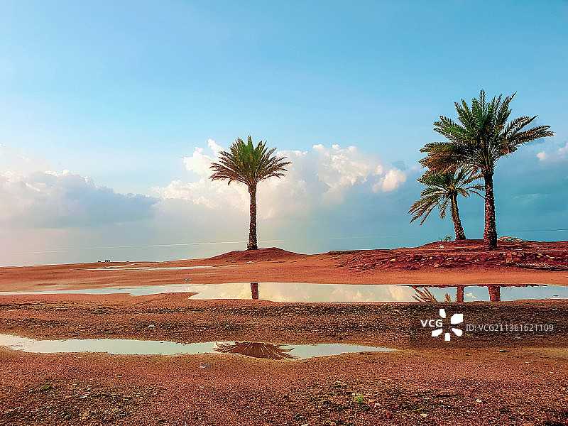 海滩上棕榈树的风景图片素材