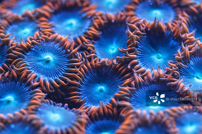 捷克布尔诺海中的珊瑚全帧照片图片素材