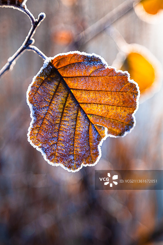 树枝上的霜冻，冬季植物干叶的特写图片素材
