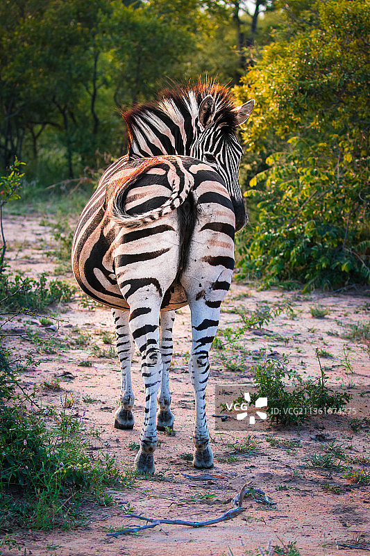 斑马，斑马的后视图站在场地上，南非图片素材